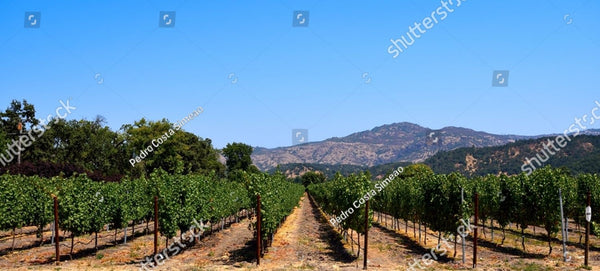 Napa Valley & Sonoma